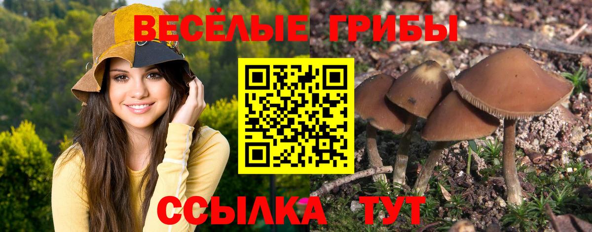 Псилоцибиновые грибы Psilocybine cubensis Когалым